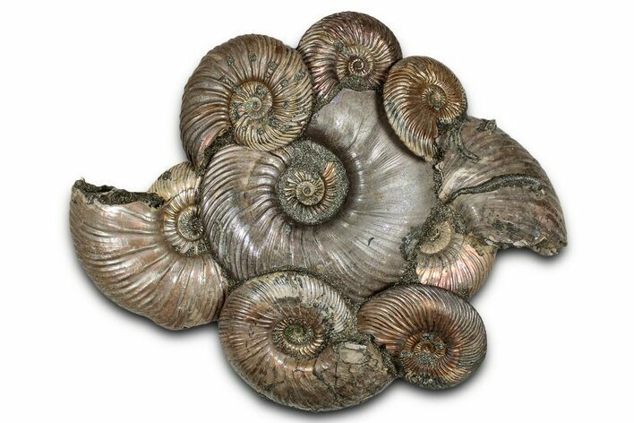 Pyritized Ammonite (Quenstedticeras) Fossil Composite Cluster #334748